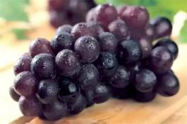 茴香的采收加工