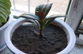 黄花菜病虫害发生特点无公害化防治技术