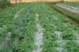 紫苏子形态特征