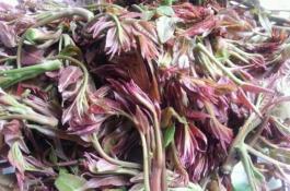 培育苹果苗成活的六个“关键”