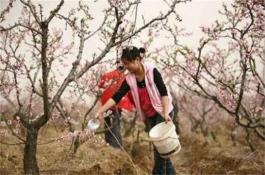 苋菜如何采种? 苋菜如何采种?