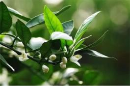 香椿保鲜与反季节食用保藏技术