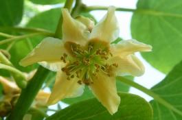 球茎茴香日光温室冬季栽培技术