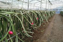 尖叶花红苋菜栽培技术