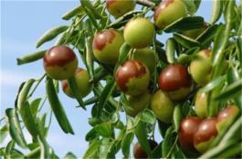 苋菜反季节高产栽培：病虫害防治