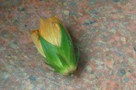 韭菜“跳根”管理要跟上 韭菜“跳根”管理要跟上