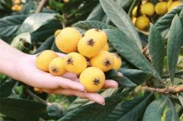无公害根用芥菜的软腐病