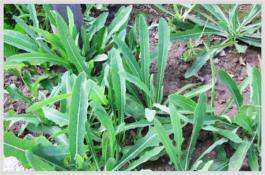 西兰花如何栽培及再生法安全越夏