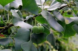 小茴香播前做哪些准备