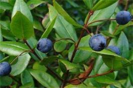 苋菜高产栽培：整地作畦