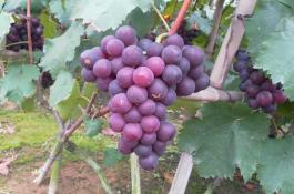 豇豆锈病菌五个阶段的症状特征与病害防治