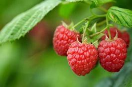 秋甘蓝系列品种