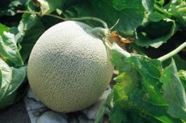 茴香根结线虫病症状识别