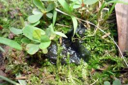 日光温室香椿栽培技术