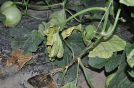 甘蓝种子荷兰捷甘1045