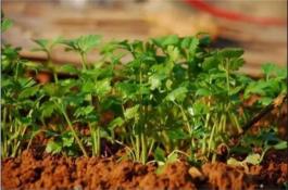 莲藕栽植管理和采收