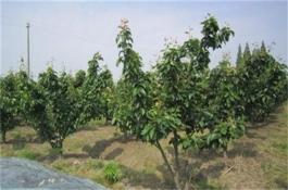 荷兰豆和荷兰豆苗烂籽