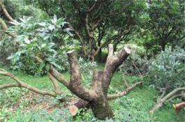 秀玉95―西兰花种子