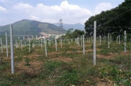 荷兰豆栽培管理中的浇水与施肥