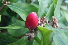 如何利用铁苋菜来防治黄鳝疾病？