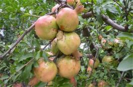 麻姑茶加工工艺