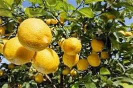 特种蔬菜-紫甘蓝