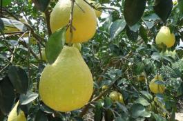 荷兰割茬茴香的价值与栽培