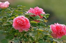 黄花菜施肥技术