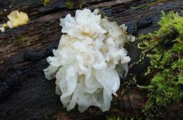 出口青紫苏简介