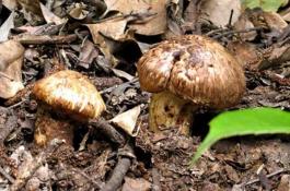 日光温室西兰花秋冬茬栽培技术