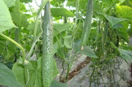 紫苏的形态特征与适宜环境