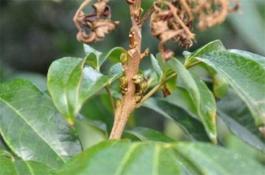 荔枝花芽分化条件 荔枝花芽分化条件