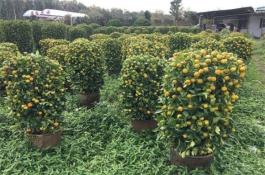 苋菜反季节高产整地栽培