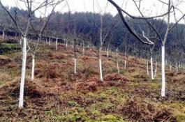 莲藕地膜覆盖无公害栽培技术