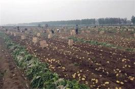 花椰菜的灰霉病