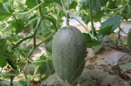 莲藕保护栽培技术
