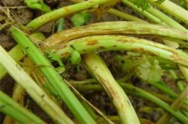 芹菜常见病虫害防治 芹菜常见病虫害防治