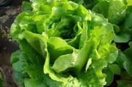 紫星洋葱与棉花间作高效栽培技术