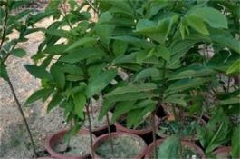 豇豆新品种-青豇1号