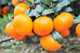 沃柑种植注意事项 沃柑种植注意事项