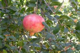 软籽石榴种植的注意事项