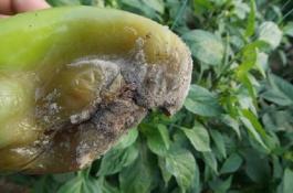 紫苏主要病虫害的防治技术