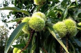 豇豆矮丰2号
