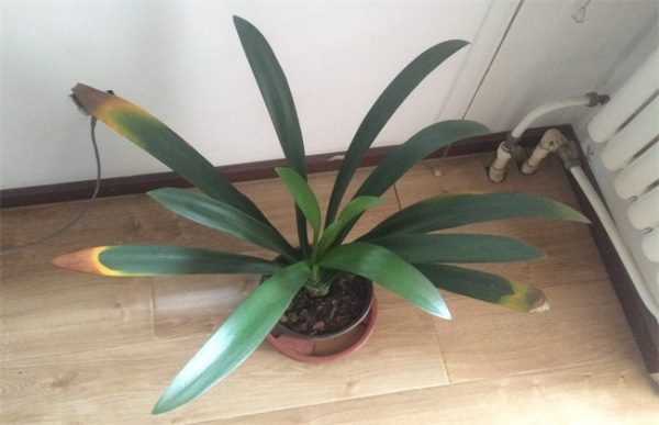 君子兰叶尖干枯怎么办