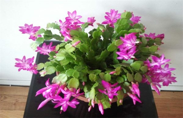 蟹爪兰养殖方法和注意事项