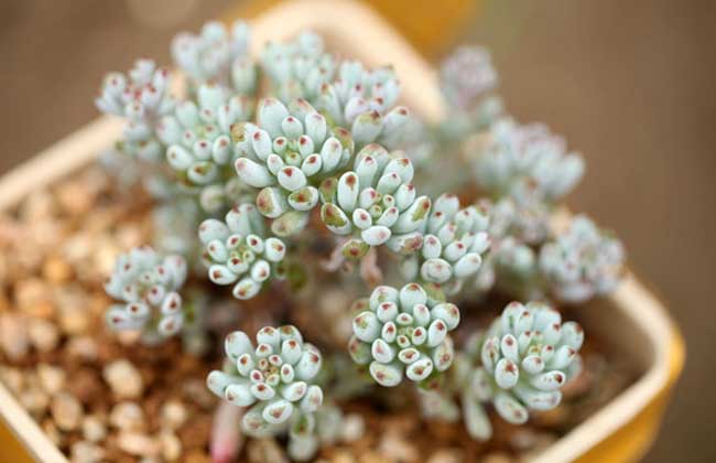 蓝豆的养殖方法