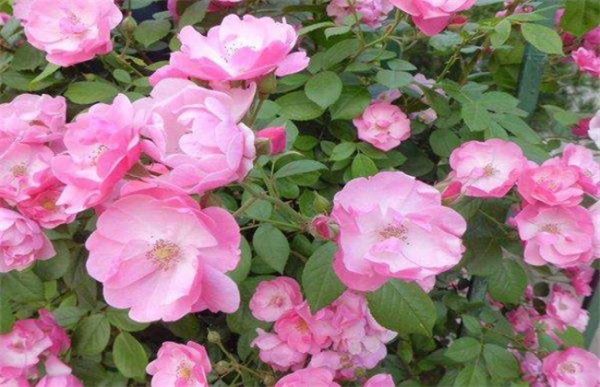 月季的养殖方法