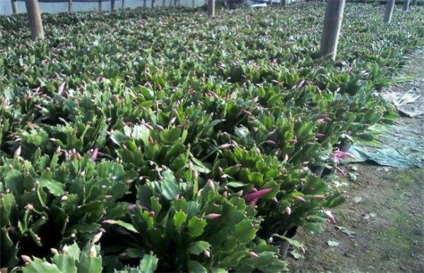 蟹爪兰养殖方法和注意事项