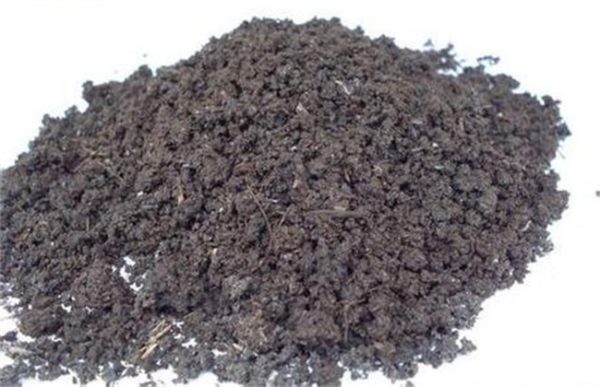 玫瑰种植土壤要求