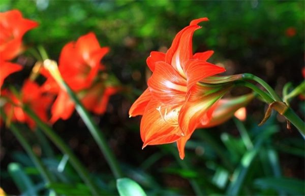 紫根兰的养殖方法